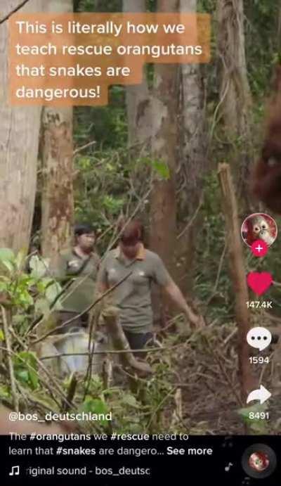 How rescue orangutans are taught that snakes are dangerous