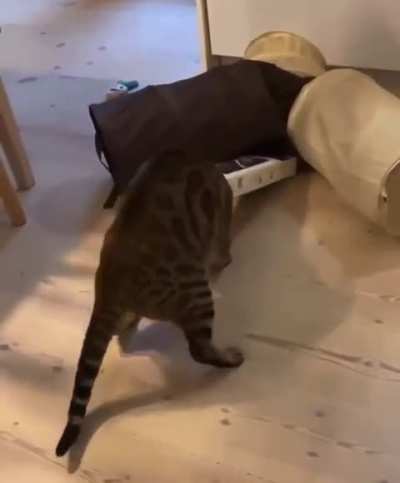 Some cats are a little more special than others