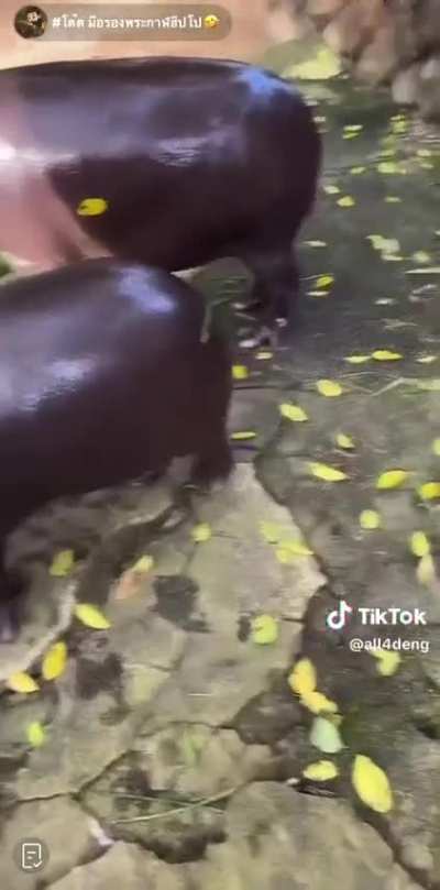 Moodeng rubs off expressive leaf face Uncle Todd put on her bum in the cutest way possible