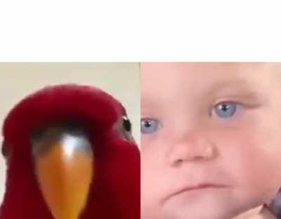 Fresh meme looking for investors! Simple and versatile! Just add text on top and BOOM! Guaranteed dankness!