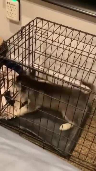 Come on, let me OUT!