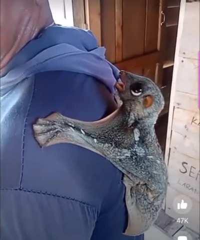 Am I the only person that didn't even realize that this creature exists? It looks like a little seal that can glide. lol