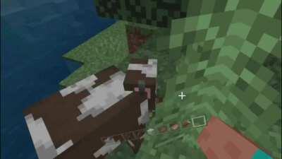 Me trying to pet cows