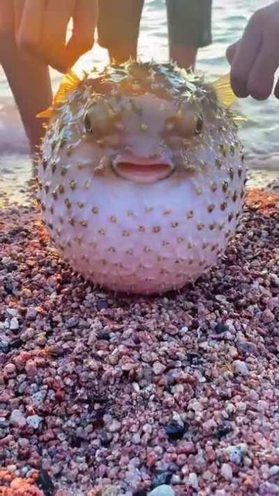 Absolute big angry fish