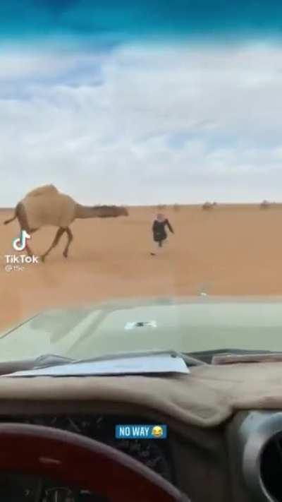 Camel chase