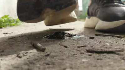 Snail crushed under sneakers