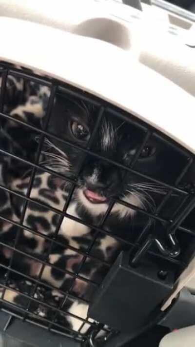 Anesthesia put the teefs out 😂Post-op