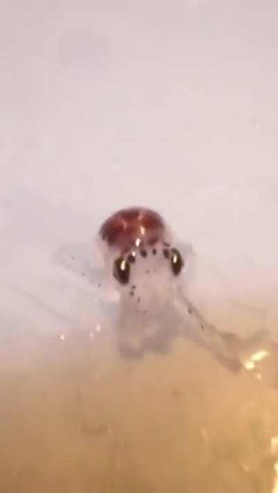 Baby octopus