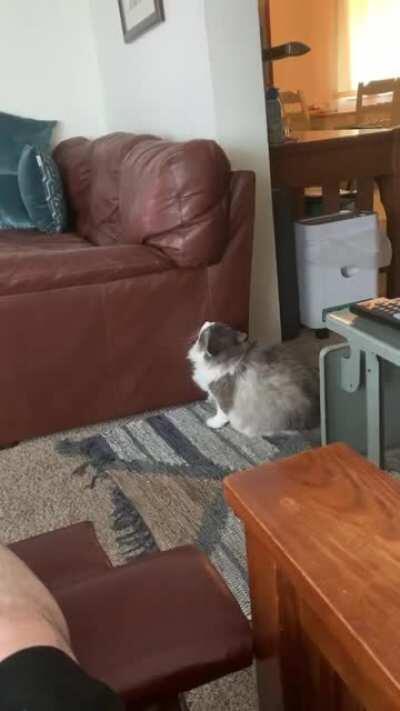 I think the couch farted...