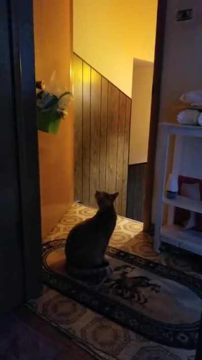 Cat reacts to loud construction nextdoor