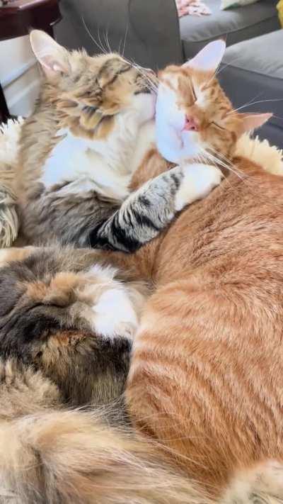 In almost three years, I’ve never seen him wash his own face. I’m convinced at this point he doesn’t even know how. Luckily he has a very nice sister to do it for him.