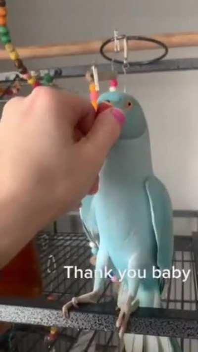 The clarity of Indian Ringneck Parrot's speech, along with their ability to learn dozens (if not hundreds) of words, still continues to surprise people. Their voices are one of the most charming among companion birds, as they tend to be comically high-pit