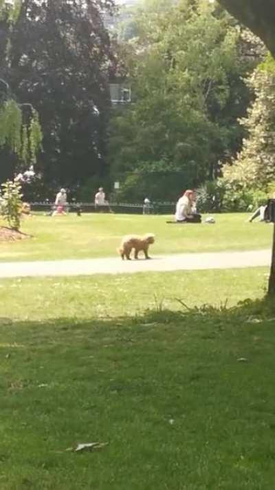 The effort this dog makes to walk is astounding