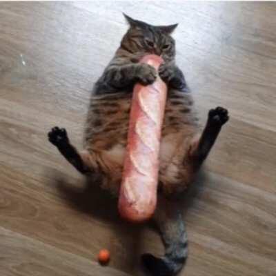 fatass cat becomes french