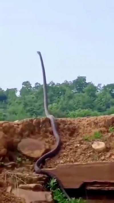 Big snake raising its head