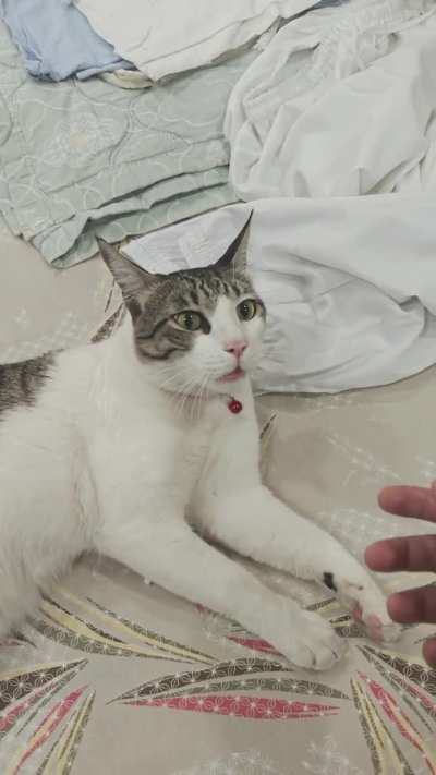 Why does my cat do this, then growl then immediately attack me completely unprovoked?