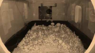 [Actives] A Breathtaking B+ Time Lapse I Just Finished