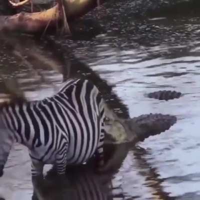 🔥 Pregnant zebra escapes from 2 crocodiles