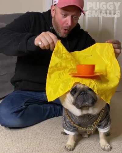 That pug has talent.