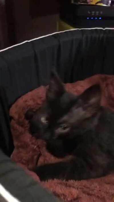 Haze kneads for the first time on her new blanket