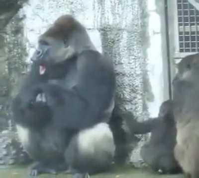 Baby Gorilla notices his dad shivering from the cold, as they're waiting to go back inside