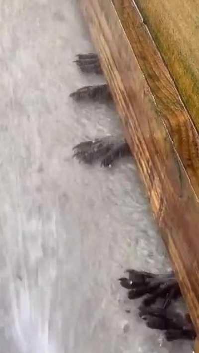Raccoons playing with water being sprayed around fence