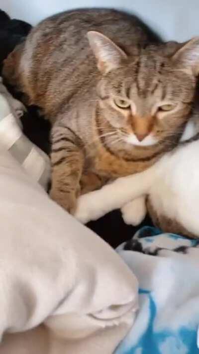 couldn&rsquo;t find my cats then I remembered I forgot to close my drawers after putting laundry away. they&rsquo;re holding hands🥺💖