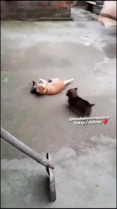 Pack of wild dogs attack cat