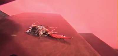 Beneath the treads of her sneakers they are nothing