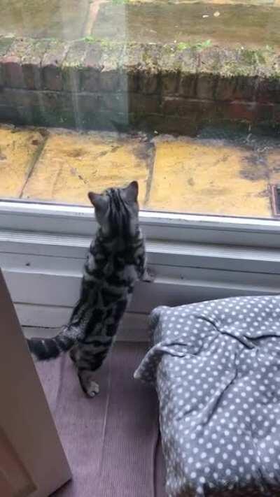 Edgar had his first escape today and screams in protest to be released again