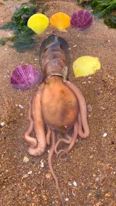 This Octopus Squeezing Into a Glass Jar