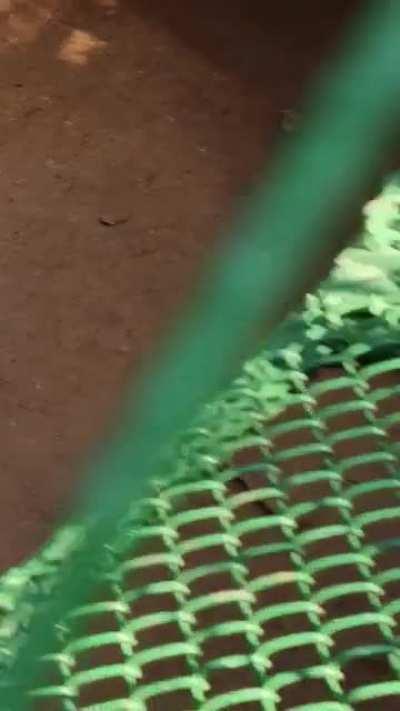 Dude helps stuck turtle in the zoo