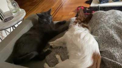 The dog was flabbergasted