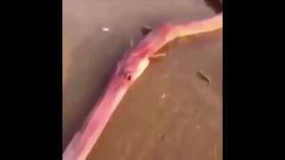 big ass draco, big ass SIG