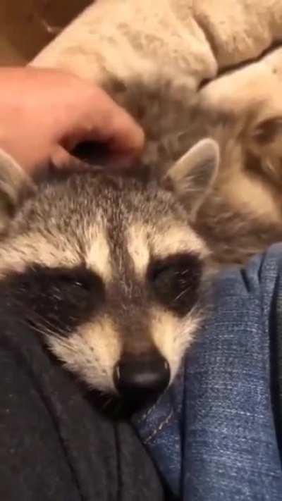 Raccoon purr