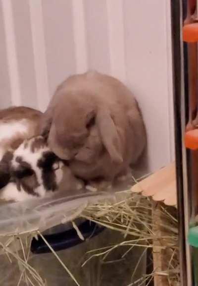 She just....ate the coco puff 