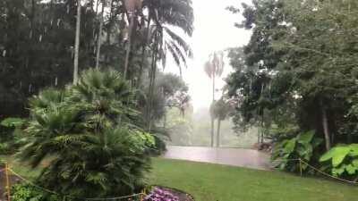 Brisbane Botanic Gardens, Australia