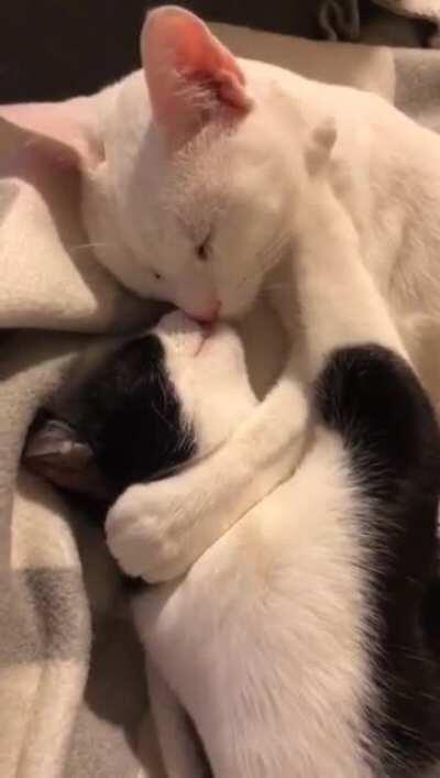 A kitty couple cuddling while sleeping :')