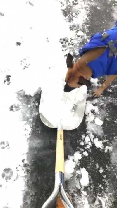 Harry’s first time in the snow