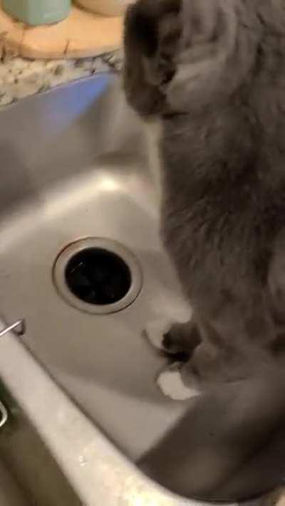 Huck Finn is always vocal, but especially in the kitchen. He's fascinated by all the tools and gadgets, most of all the ham.