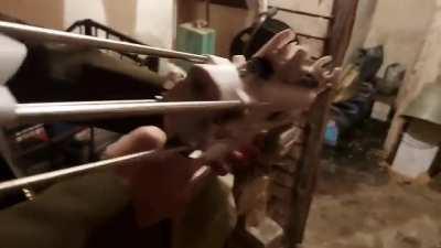 Direct descendant of ZiP 22