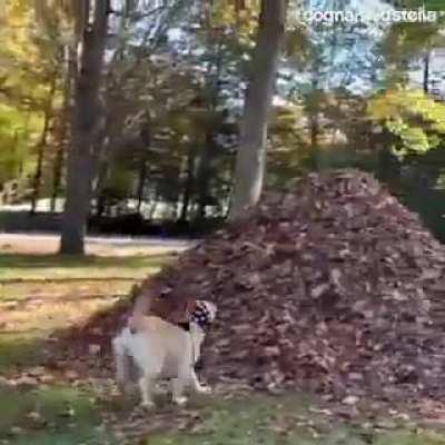 Lunatic dog + giant pile of leaves= pure bliss.