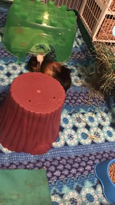 Guinea pig zooming around!