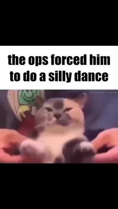 cat of the day 45 (repost...