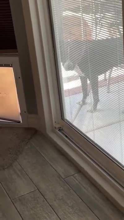 Dog teaches puppy how to use the dog door