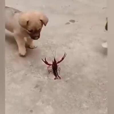 Puppers Losing it over a Crawfish