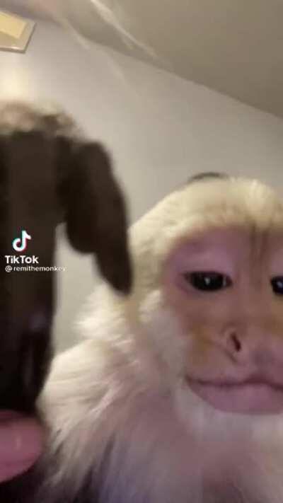 I have come to give cute monke vid to Caleb (not my monke, sadly)