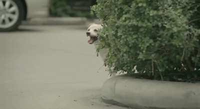 Can't understand the language, but still made me smile!