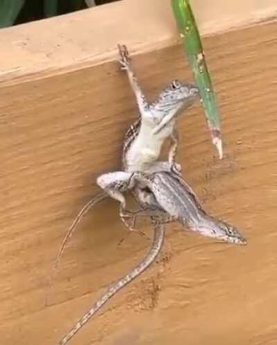 dont mind me just saving this