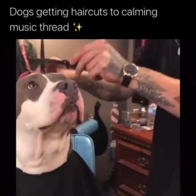 Doggo hair cut thread